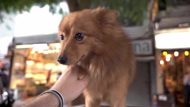 Bedårande Hemlös Fluffig Hund Slickar Hand Beskuren Oigenkännlig Person Gatan — Stockvideo