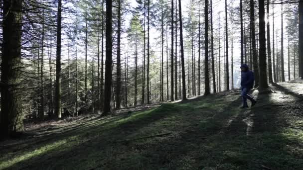 Soğuk Bir Sabah Ormanda Yürüyen Bir Adam — Stok video