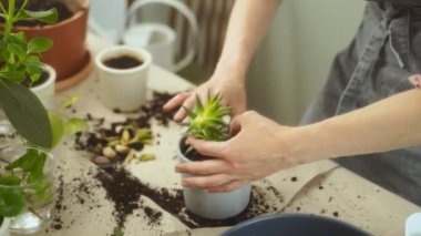 Önlüklü tanınmayan kadın bahçıvan, evdeki dağınık masada bitki naklederken Haworthia 'nın sulu sularını ve toprağını çömleğe koyuyor.