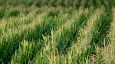 Yaz günü tarım arazilerinde sıra sıra büyüyen yeşil tahıl çimleri sol görüşü