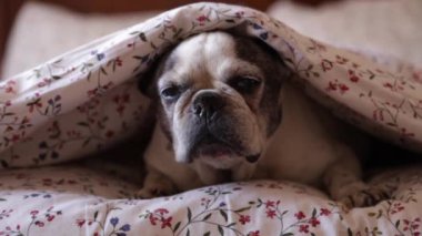 Yatakta battaniyenin altında sevimli bir köpek