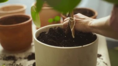 Yukarıdaki anonim kadın, gündüz vakti evde bahçeyle uğraşırken pilea peperomioides bitkisiyle toprağı eziyor.