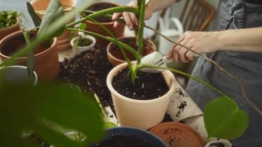 Evdeki dağınık masada bahçıvanlık yaparken seramik çömleğe Monstera Deliciosa ile toprak koymak için mala kullanan anonim kadının yüksek açısı.