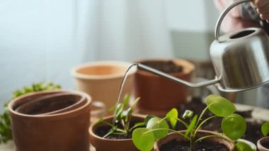 Tanımlanamayan bir kadının apronlu, su dökerken gündüz vakti yeni nakledilen pilea peperomiyoit bitkilerinin fotoğrafını çekmek.