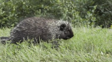 La Mauricie Ulusal Parkı 'nda yol kenarındaki yeşil çimlerde oturan kahverengi kunduz.