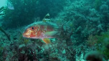 Egzotik parlak turuncu ışın yüzgeçli balık kumlu taban ve mercan resifleri yakınlarında deniz altında yüzüyor.