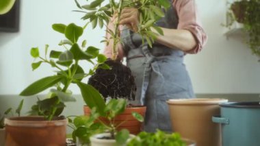 Ekin kadının apronlu görüntüsü sökülmüş planflera arboricola bitkisini Clusia Rosea ve Pilea peperomioides 'in yanındaki masaya yerleştirirken güpegündüz bahçeyle uğraşırken çekilmiş.
