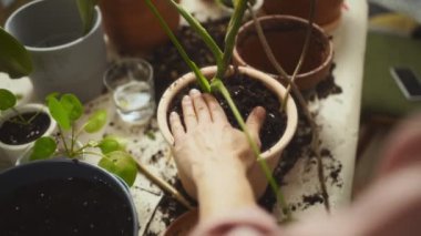 Evdeki dağınık masada bahçıvanlık yaparken seramik çömleğe Monstera Deliciosa ile toprak koymak için mala kullanan anonim kadının yüksek açısı.