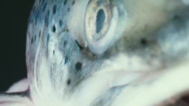 Büyük ağızlı çiğ somon balığından uzaklaşın. Stüdyoda siyah benekli gri parlak deri.