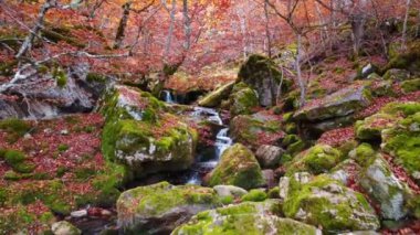 Argovejo Beech Ormanı 'nda, sonbahar günü, parlak turuncu yapraklı ve yosunlu kayaların ve ağaçların arasında, gölete dökülen temiz çağlayanın uzun süre maruz kalması.
