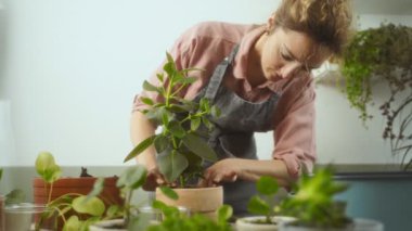 Önlüklü bir kadın, masa başında bahçe işleriyle uğraşırken pilea peperomioides ve pilea depressa 'nın yanındaki clusia rosea bitkisiyle toprağa toprak koyuyor.