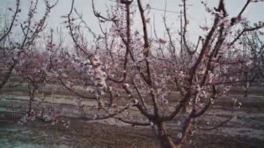 Bahçedeki güzel kiraz ağaçları