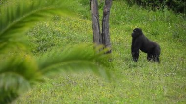Siyah paltolu primatlar ve çimde ağzı açık maymunlar savanadaki ağaç gövdelerine karşı.