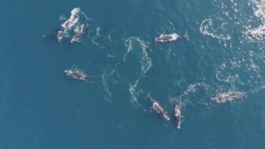 Cabo Raso 'da güneşli bir günde mavi okyanus suyunda yüzen güçlü balinaların en iyi görüntüsü.