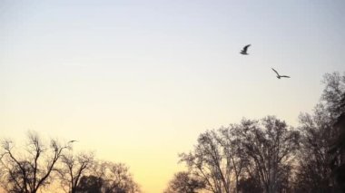 Madrid 'de kuşlar gün batımında uçuyor