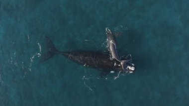 Cabo Raso 'da güneşli bir günde mavi okyanus suyunda yüzen güçlü balina anne ve yavrusu manzarası.