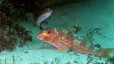Egzotik parlak turuncu ışın yüzgeçli balık kumlu taban ve mercan resifleri yakınlarında deniz altında yüzüyor.