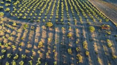 Güneşli bir günde İspanya 'nın kırsal kesimlerinde soyut arka plan olarak büyüyen uzun yeşil kadın çizgilerinin inanılmaz hava manzarası