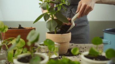 Önlüklü bir kadın, masa başında bahçe işleriyle uğraşırken pilea peperomioides ve pilea depressa 'nın yanındaki clusia rosea bitkisiyle toprağa toprak koyuyor.