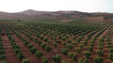 Güneşli bir yaz günü çiftlikte, kahverengi toprakta büyüyen yemyeşil ağaçların drone görüntüsünden.