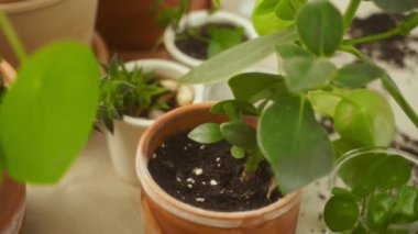 Yukarıdan bakıldığında, Haworthia ile esrar içen isimsiz bir kadının, evde gündüz vakti Pilea peperomiyoit ve Clusia rosea bitkileriyle birlikte yemek yediği görülüyor.