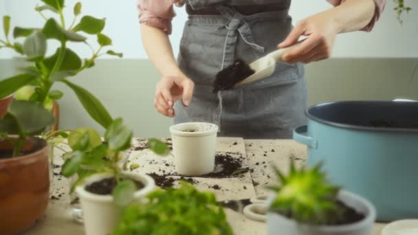 种植无名女园艺师 在家里的杂乱桌子上种可可食用的肉食时 用大肠将泥土倒入锅中 — 图库视频影像