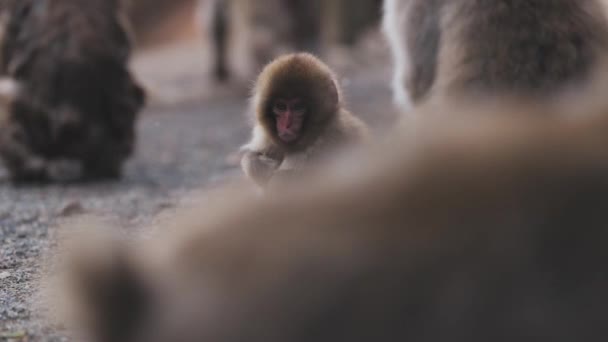 Yamanouchi Deki Jigokudani Maymun Parkı Ndaki Gölden Içen Kar Maymunları — Stok video