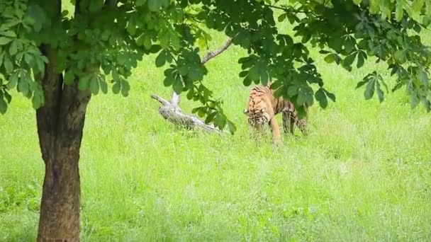 Tigre Enorme Grama Perto Tronco Árvore Selva Luz Sol — Vídeo de Stock