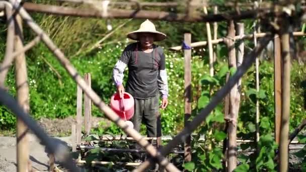 在台湾 中年男子戴着传统东方草帽 一边用水壶看着相机 一边浇灌着种植在花园里的绿色植物 — 图库视频影像