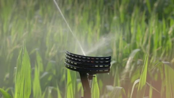 田舎の穀物の草の農業分野の上にきれいな水を噴霧する自動スプリンクラー — ストック動画