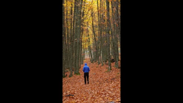 在秋天的森林里 周末时分 身着蓝色帽衫 手牵手 走在黄叶覆盖的小径上 静静地拍着一张照片 — 图库视频影像