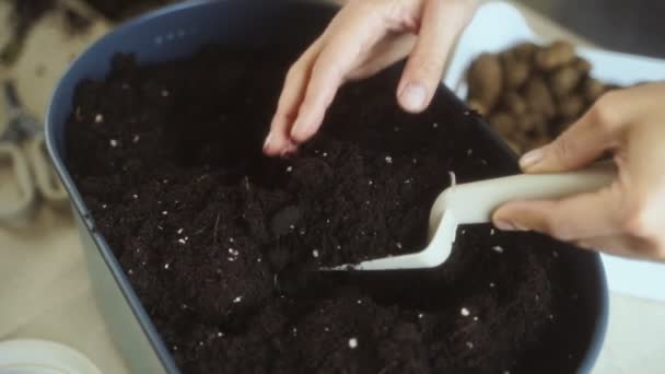 Tilt View Female Gardener Apron Press Soil Pot Met Weelderige — Stockvideo