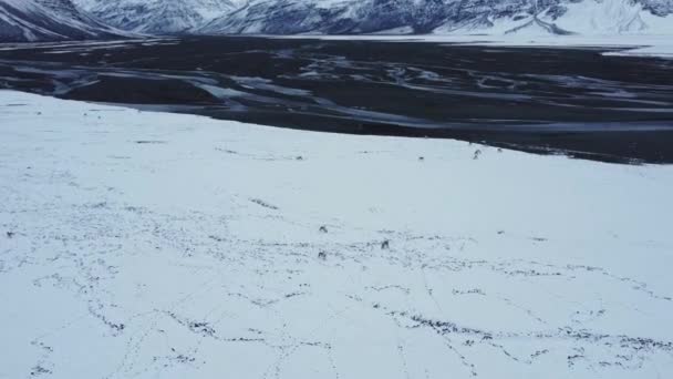 Drone Uitzicht Kudde Rendieren Grazen Sneeuw Bergketen Bewolkte Winterdag Ijsland — Stockvideo