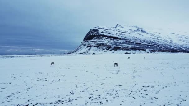 Drone View Herd Reindeer Grazing Snow Mountain Range Cloudy Winter — Stock Video