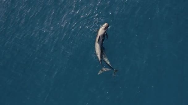 Delfines Arriba Con Aletas Puntiagudas Picos Nadando Agua Azul Del — Vídeos de Stock