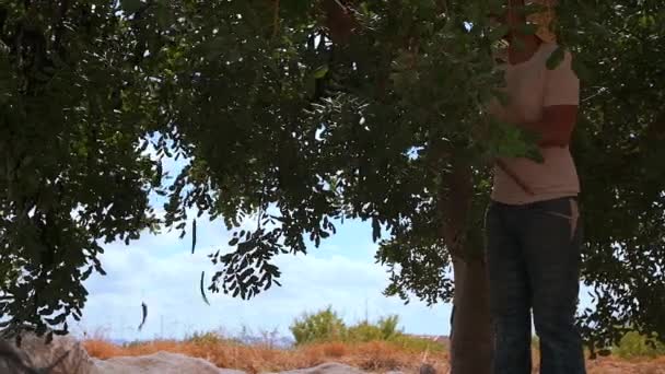 田舎の夏の日の収穫期に熟した鞘を収集しながら 木製の棒でカラブの木の枝を打つ男性の農場労働者の側面図 — ストック動画