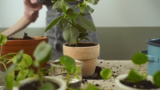 Unerkennbare Gärtnerin Schürze Bewässert Mit Gießpflanze Eingetopften Autogrammbaum Auf Chaotischem — Stockvideo