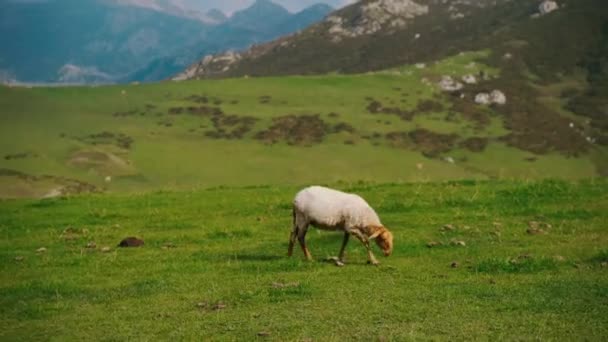 Ovelhas Touros Pastando Prado Verde — Vídeo de Stock
