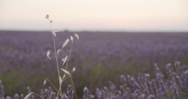 Krásné Levandulové Květy Poli Při Západu Slunce — Stock video