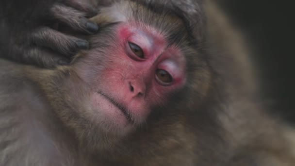Monos Nieve Bebiendo Agua Del Lago Jigokudani Monkey Park Yamanouchi — Vídeos de Stock