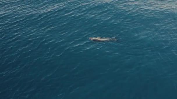 Cima Golfinhos Com Barbatanas Pontiagudas Bicos Nadando Água Azul Oceano — Vídeo de Stock