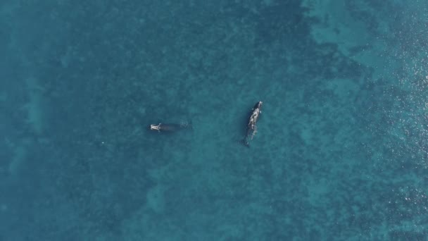 Widok Góry Potężny Wieloryb Matka Cielęciem Pływanie Błękitnym Oceanie Wody — Wideo stockowe
