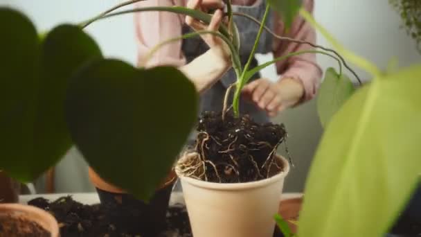 집에서 낮에는 냄비와 테이블에 이식하는 스위스 식물을 홍보하는 앞치마에있는 수없는 — 비디오