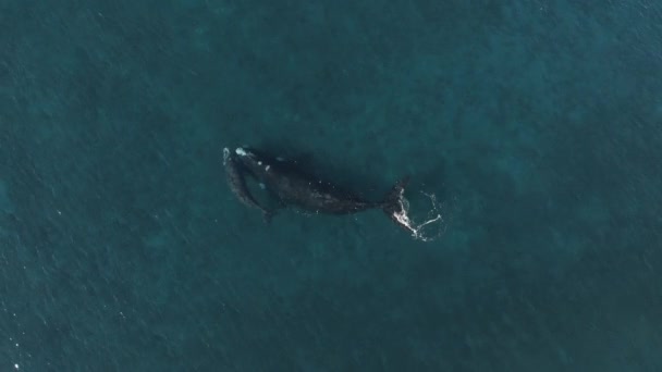 Κάτοψη Του Ισχυρού Φάλαινα Μητέρα Μωρό Μοσχάρι Κολύμπι Μπλε Νερά — Αρχείο Βίντεο