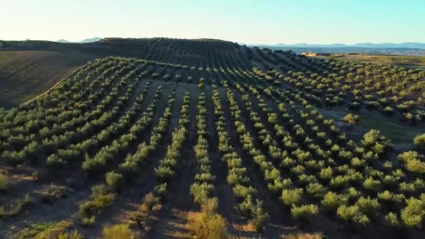 スペインの田舎で日当たりの良い日に畑で育つ背の高い緑のトレスのラインの素晴らしい空想的な眺め 抽象的な背景として — ストック動画