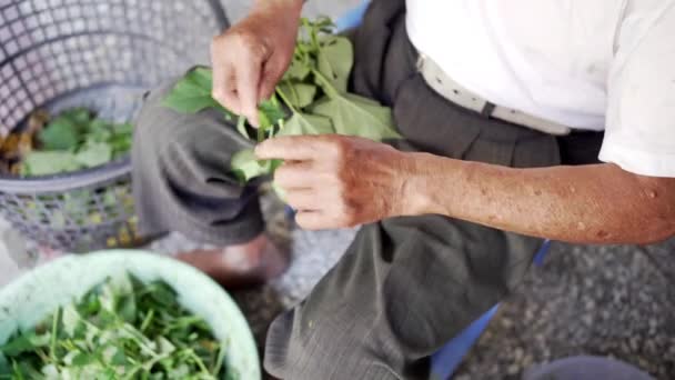 Yukarıdan Sepetten Taze Yeşil Bitkileri Alıp Tayvan Daki Çiftlik Odasındaki — Stok video