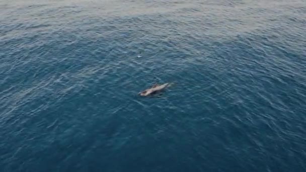 来自上方的海豚带着尖尖的鳍和喙在蓝色的海水中在日光下游动 — 图库视频影像
