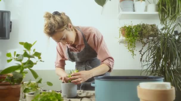 Vrouwelijke Tuinman Schort Zet Haworthia Sappig Grond Pot Terwijl Het — Stockvideo