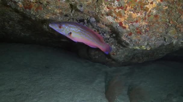 Peixe Vermelho Com Barbatanas Afiadas Nadando Perto Recifes Coral Pedregosos — Vídeo de Stock