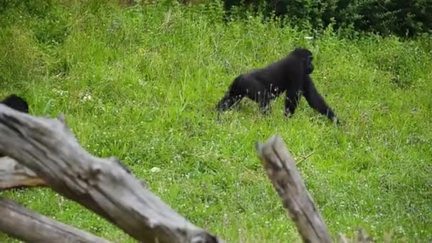 Primates Con Abrigo Negro Bocas Abiertas Sobre Hierba Contra Troncos — Vídeos de Stock